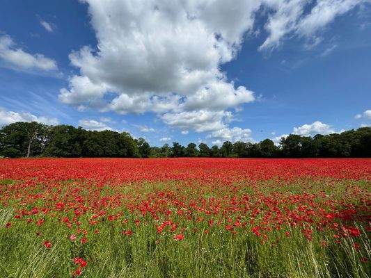 Feld - Abschluss.jpg
