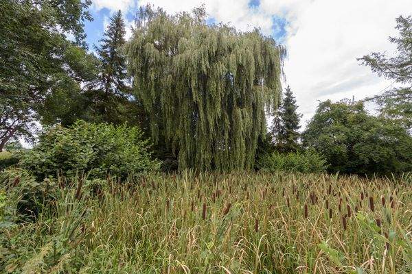 weitläufiges Grundstück (3)