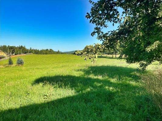 Wiese hinterm Hof mit Blick zum Wald