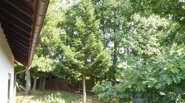 Garten Blick Dachtraufe 