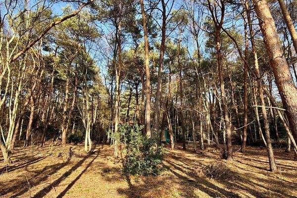 Blick in den eigenen kleinen Wald.
