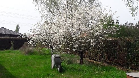Blühende Kirschbäume auf dem Grundstück