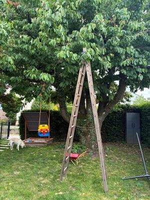 Kirschbaum im Sommer
