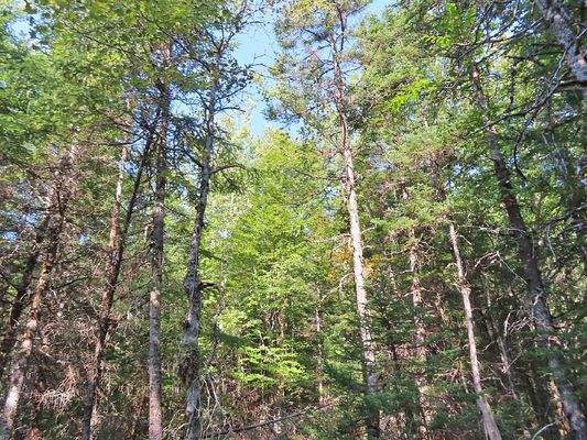 Cape Breton - Cleveland - Wunderschönes See-Ufer-G