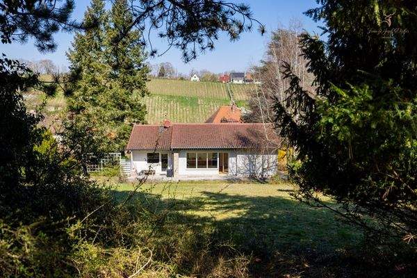 Blick durch die Bäume