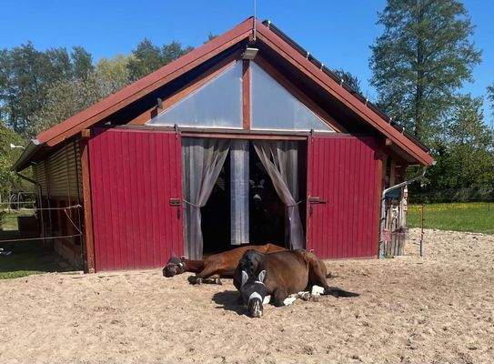 Stall mit Freilauffläche