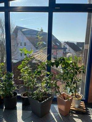 Aussicht vom Wintergarten