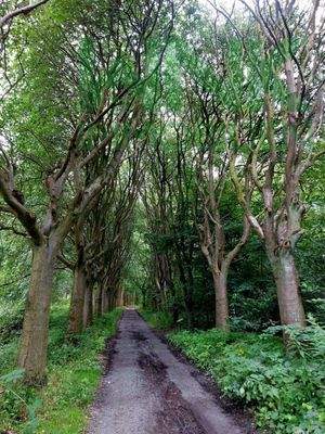 Impressionen durch den Wald
