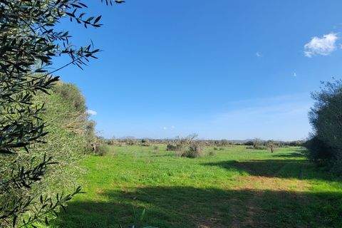 Campos Grundstücke, Campos Grundstück kaufen