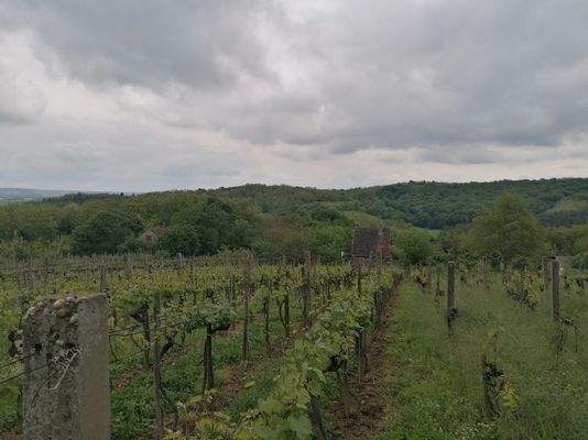 Haus + Trauben von Norden