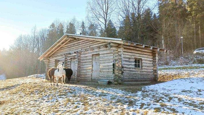 Stallung für Lamas