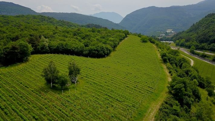 Trento-Trient-Lago-di-Terlago-Weingut-Wein-Vigneto-vino-Costruire-casa-bauen-Grundstück