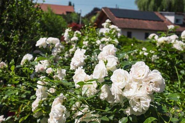 Liebevoll gestalteter Garten