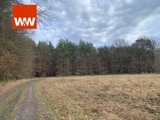 Blick auf den Wald vom Weg