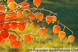 Herbst