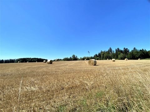 Horgenzell Bauernhöfe, Landwirtschaft, Horgenzell Forstwirtschaft