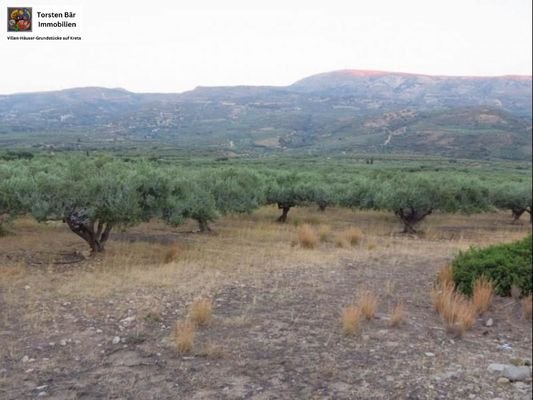 Olivenhain 25.000m² mit kleinem Haus