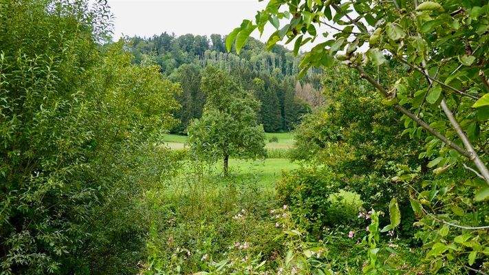 Bachlauf mit Fernblick