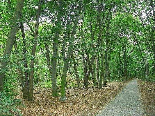 Umgebung: Grünauer Forst