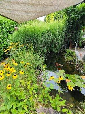 Teich mit Pflanzen und Fischen