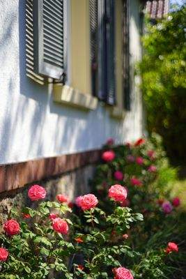 Detailaufnahme Rosengarten.jpg