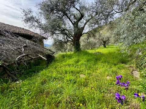 Dolceacqua Grundstücke, Dolceacqua Grundstück kaufen