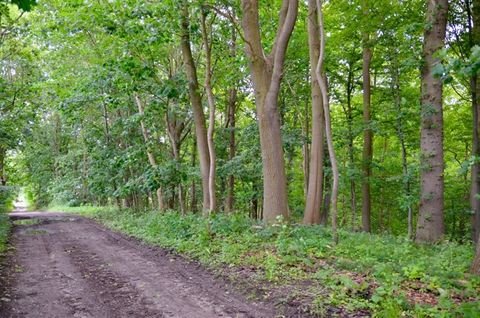 Papendorf / Biestow Ausbau Bauernhöfe, Landwirtschaft, Papendorf / Biestow Ausbau Forstwirtschaft