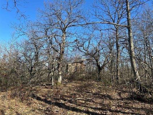 Kastanienwald im Winter