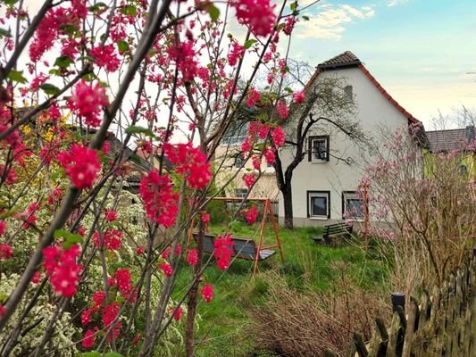 Blick in den Garten