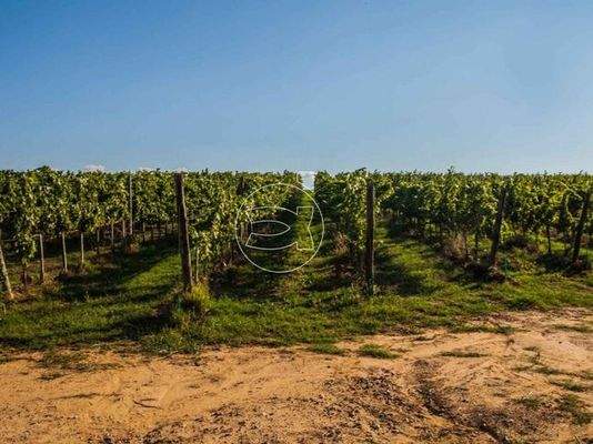 Herrliches Anwesen | Arezzo