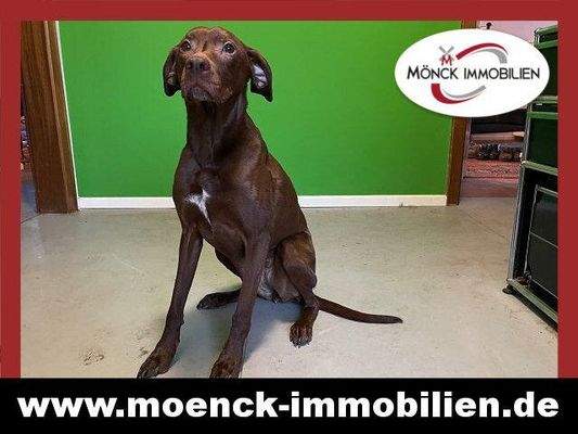 Herrchen und Hundedame suchen einen Käufer