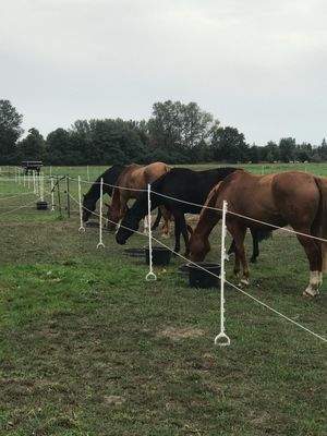 Pferde auf der Weide 0008.jpg