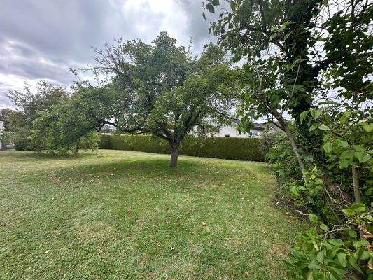 wunderbare Obstbäume, Vorgarten