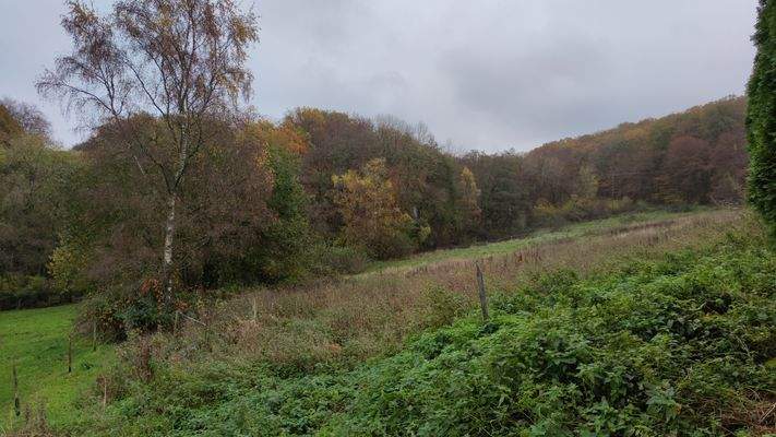 Teilansicht Pferde...jpg