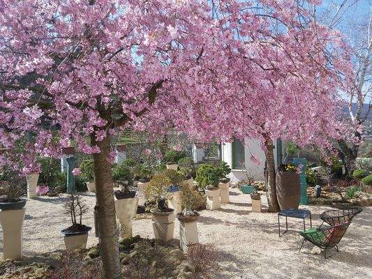 Garten zur Blütezeit
