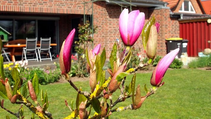 Magnolia