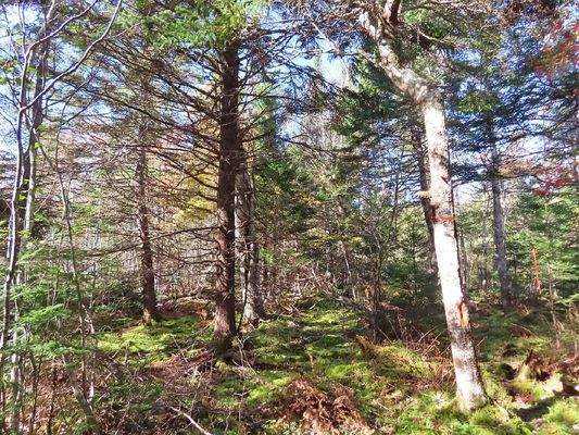 Cape Breton - 3,1 Hektar großes See-Ufergrundstück
