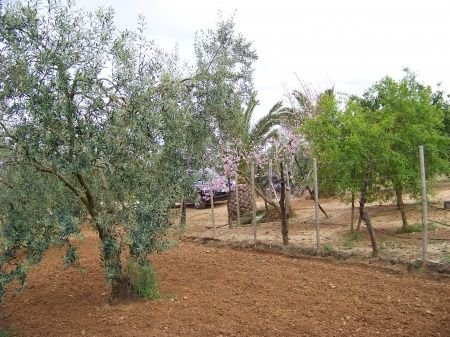 Finca Abuelo 029