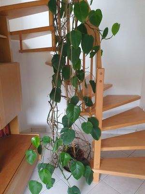 Treppe ins Obergeschoss