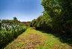 gesamter Garten
