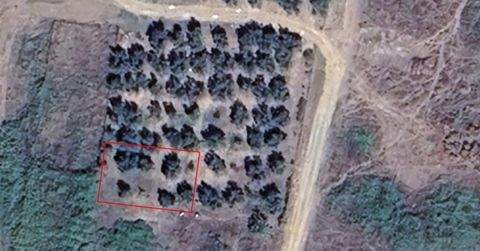 Chalkidiki Bauernhöfe, Landwirtschaft, Chalkidiki Forstwirtschaft