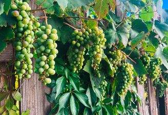 Gartenimpressionen