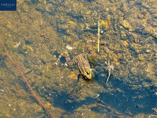 Mitbewohner am Teich