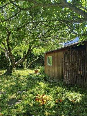 Apfel- & Feigenbaum & Schuppen