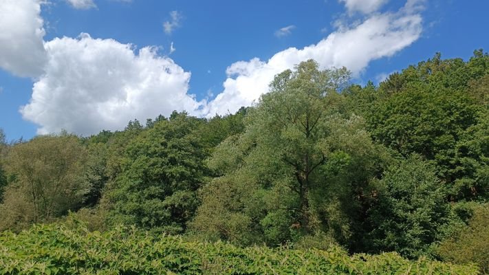 Wald (Ausschnitt 2 von Süden).jpg