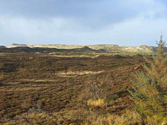  Blick zur Wanderdüne