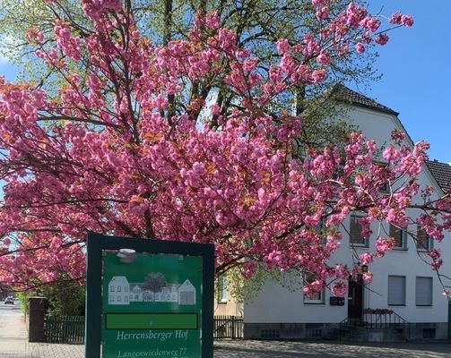 Wohnhaus mit Baum und Praxisschild 3.jpg