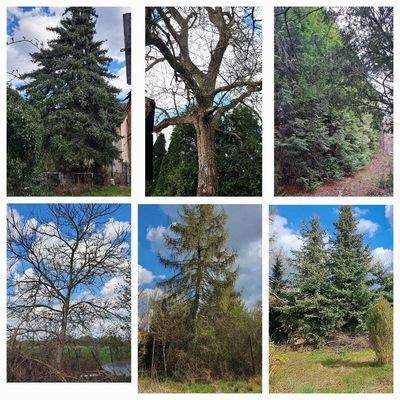 Auszug vom Baumbestand