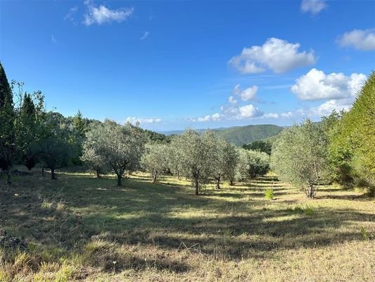 Olivenhain mit Meerblick