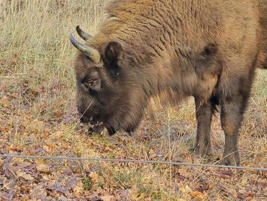 Wisente Döberitzer Heide